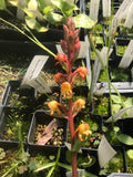 5 Rare, hardy Satyrium orchids per request Orchids