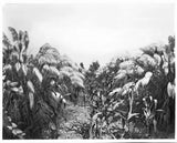 Large growth of pampas grass 1920 California Old Photo Pampas Grass