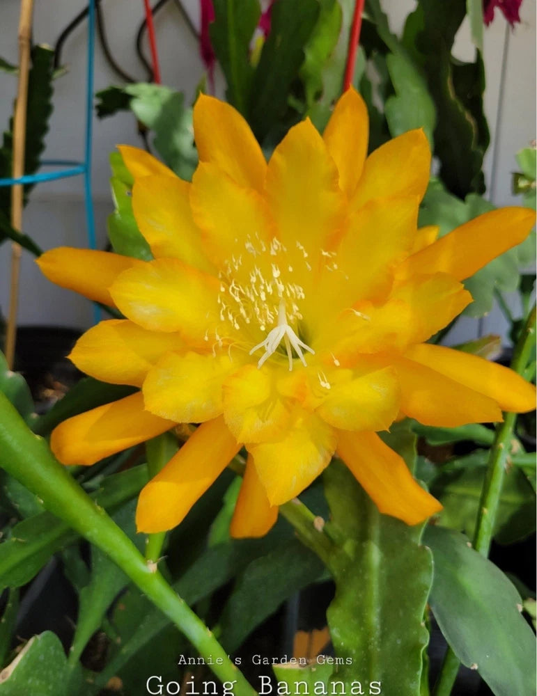 Yellow epiphyllum cactus flower with long petals and yellow stamens