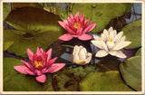 Vintage Postcard Nymphaea Water Lily Seerose Botanical Flower Floral Plant 14008 Lily