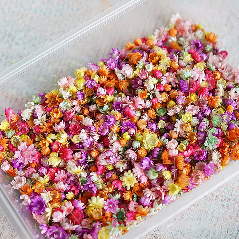 Pressed dried flower pieces in mixed bright colors for epoxy resin jewelry