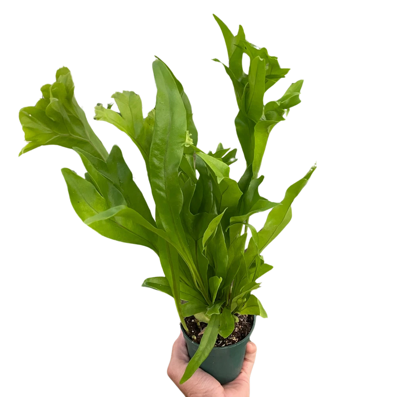 Green Flame Fern Microsorum punctatum 6" Pot Rare Crested Elkhorn Fern Green Plant