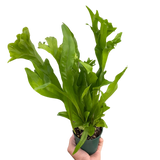 Green Flame Fern Microsorum punctatum 6" Pot Rare Crested Elkhorn Fern Green Plant