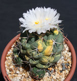 Thelocactus hexaedrophorus VARIEGATED exotic cactus cacti rare seed 50 SEEDS Flowering Plants
