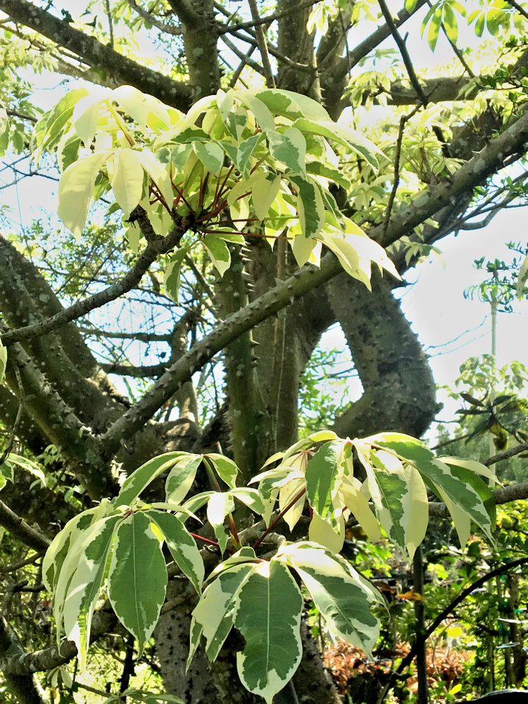 VARIEGATED CEIBA PENTANDRA Kapok tree Silk Cotton caudex RARE plant 5 seeds Flowering Plants