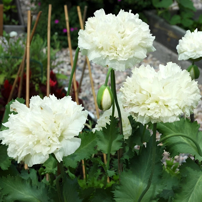 1,000 White Cloud Peony Poppy Seeds - P. Somniferum -Classic Double White Blooms Peony