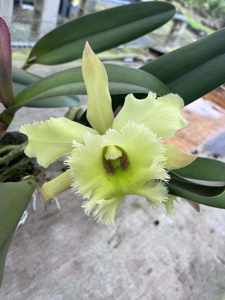 Greenheart orchid with pale yellow-green ruffled blooms and broad green leaves