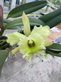 Cattleya Rlc Greenheart ÔAmyÕ 5Ó Pot Orchids