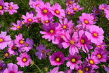 300 GLORIA COSMOS Bipinnatus 2 Tone Pink Flower Seeds *Flat S/H Flowering Plants