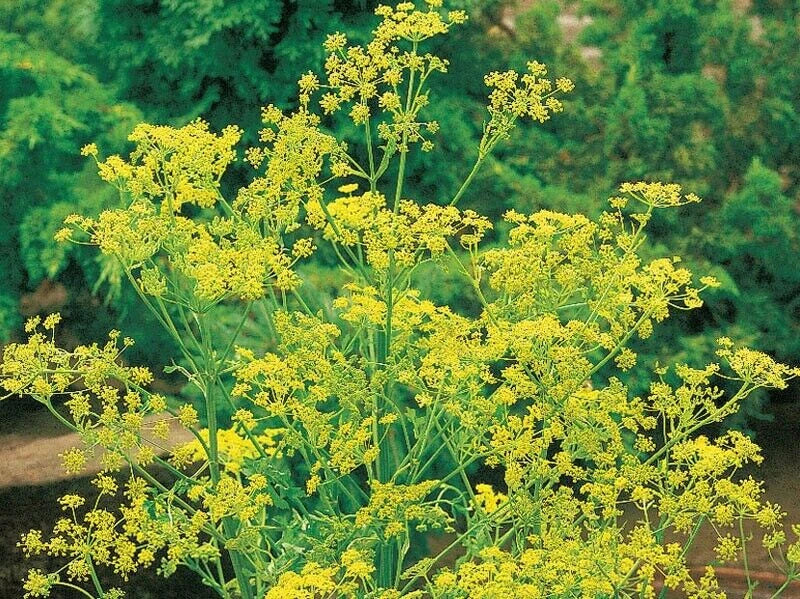 BOUQUET DILL 300 SEEDS NON-GMO FRESH FOR GARDENS Garden Plants