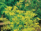 BOUQUET DILL 300 SEEDS NON-GMO FRESH FOR GARDENS Garden Plants