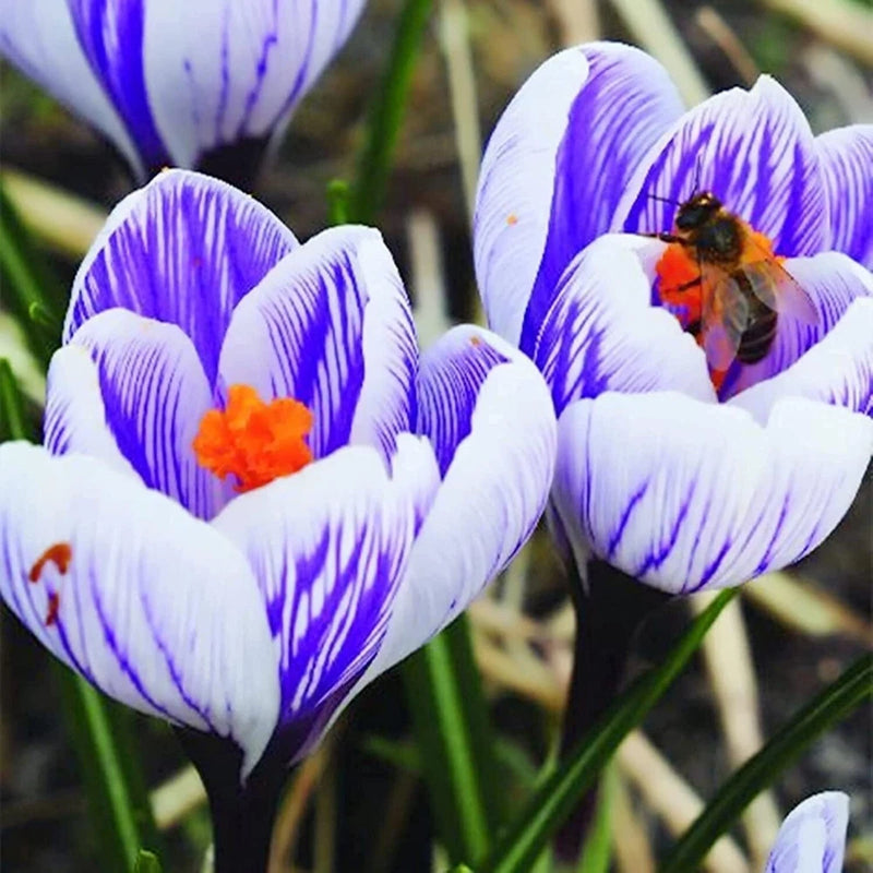 Striped crocus flower with white petals, purple veins, and orange center
