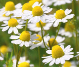 CHAMOMILE ROMAN Chamaemelum Nobile - 500 Seeds Garden Plants