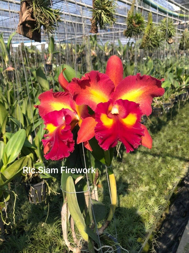 Live orchid plant with red, yellow and pink ruffled blooms