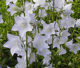 BELLFLOWER WILLOW PEACH LIVED WHITE Campanula Persicifolia - 100 Seeds Garden Plants