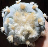 7-8cm RareSucculent Plant Cactus LW OwnRoot WYSIWYG Boutique Garden Decor Garden Plants