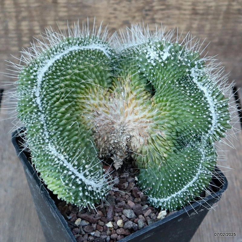 Crested green spiny cactus plant in black pot with gravel substrate