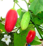 Coccinia Grandis 20 Seeds, Ivy Scarlet Edible Gourd, Tindora, Kowai Fruit Vine Green Plant