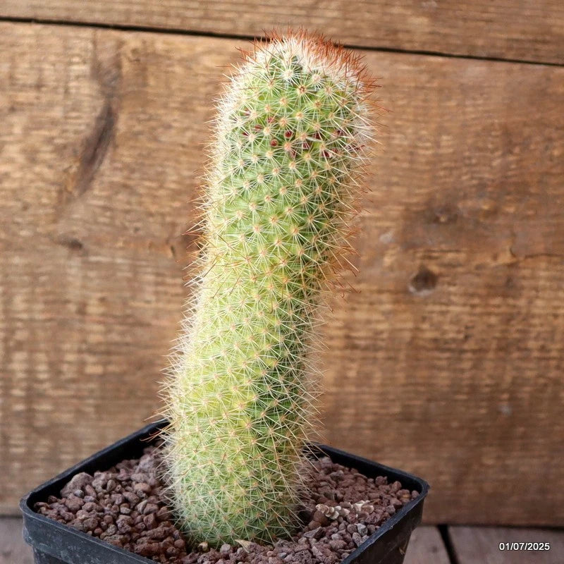 D5009 MAMMILLARIA SPINOSISSIMA VARIEGATED pot10-H17-W5 cm MaMa Cactus Green Plant
