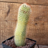 D5009 MAMMILLARIA SPINOSISSIMA VARIEGATED pot10-H17-W5 cm MaMa Cactus Green Plant