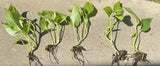 (5) Rooted Giant Variegated Golden Hawaiian_Pothos Cuttings W/Roots BULK Green Plant