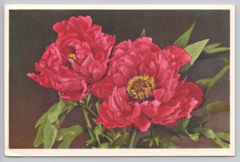 Vintage Red Peony Flowers Postcard Edition Stehli Switzerland Floral No. 999 Peony