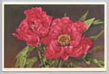Vintage Red Peony Flowers Postcard Edition Stehli Switzerland Floral No. 999 Peony
