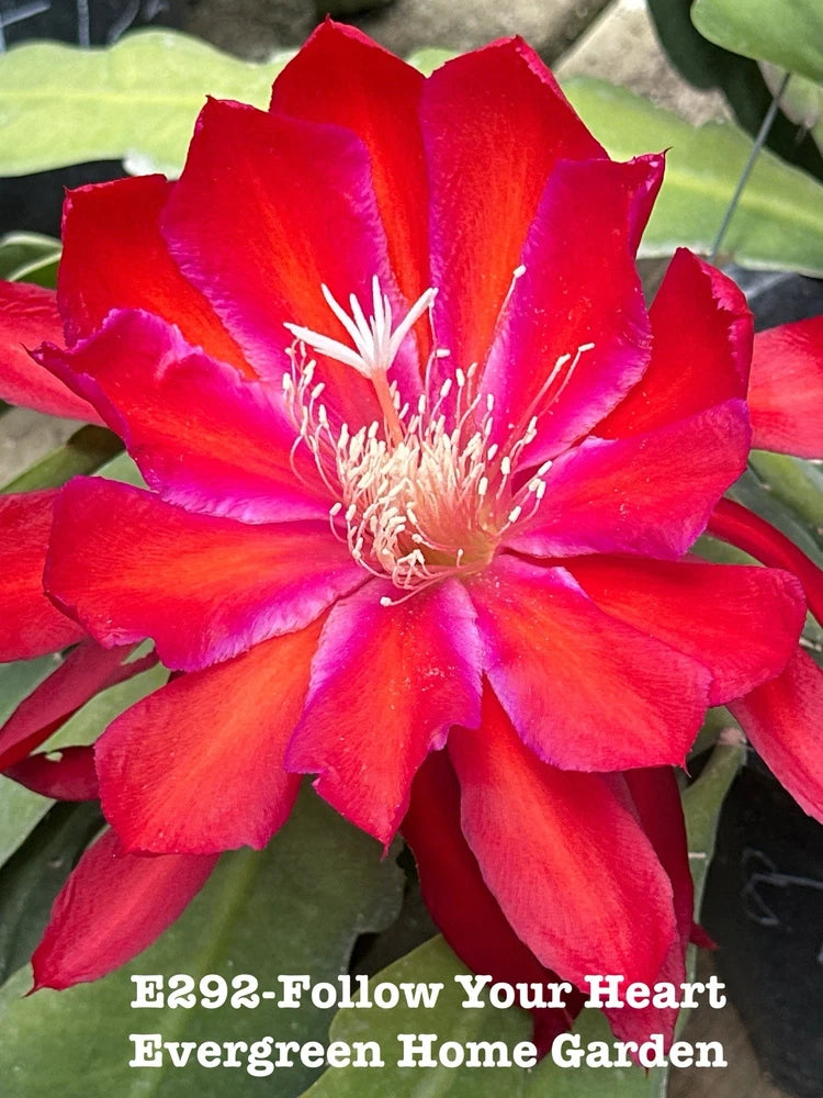 Red orchid cactus flower in small starter pot