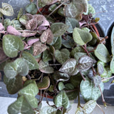 Succulent Live Plants - Ceropegia Woodii String of Hearts - In 4" Pot Green Plant