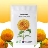 Sunflower Seeds - Teddy Bear - 50 Seeds - Heirloom, Non-Gmo, USA Grown, Excellen Sunflower