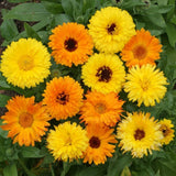 150+ Calendula Flower Seeds | Garden Seeds Garden Plants