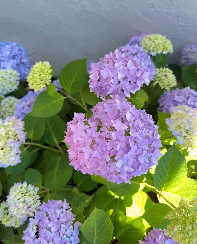 30 Mixed Blue Hydrangea Seeds Giant Snowball Fast Growing Flower Hydrangea