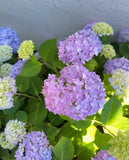 30 Mixed Blue Hydrangea Seeds Giant Snowball Fast Growing Flower Hydrangea