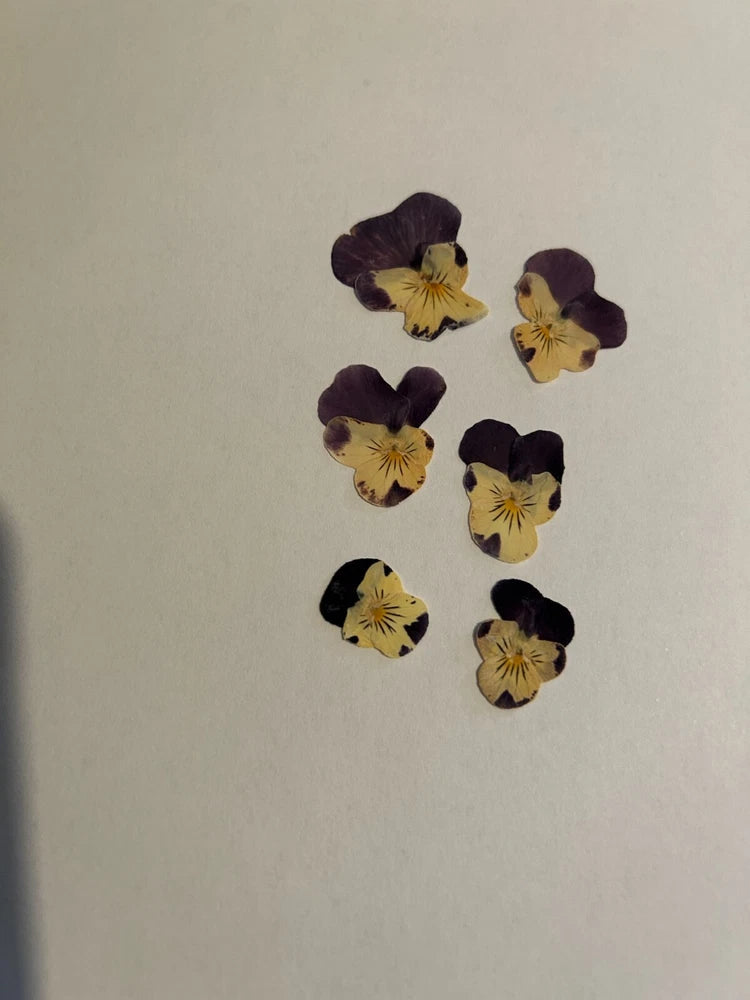 Pressed dried viola flowers, dark purple petals with yellow centers, scattered set
