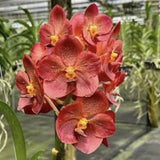 Orchid - Vanda Predo Bonettl Jairak (Live Plant) Orchids