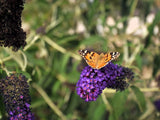 Live Monarch Blue Knight BUTTERFLY BUSH Plant / BUDDLEJA Davidii - [Pint Pot] Green Plant