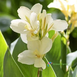 2 Bulbs Cream White Canna Lily Rare Tropical Perennial Exotic Plant Home Garden Flowering Plants