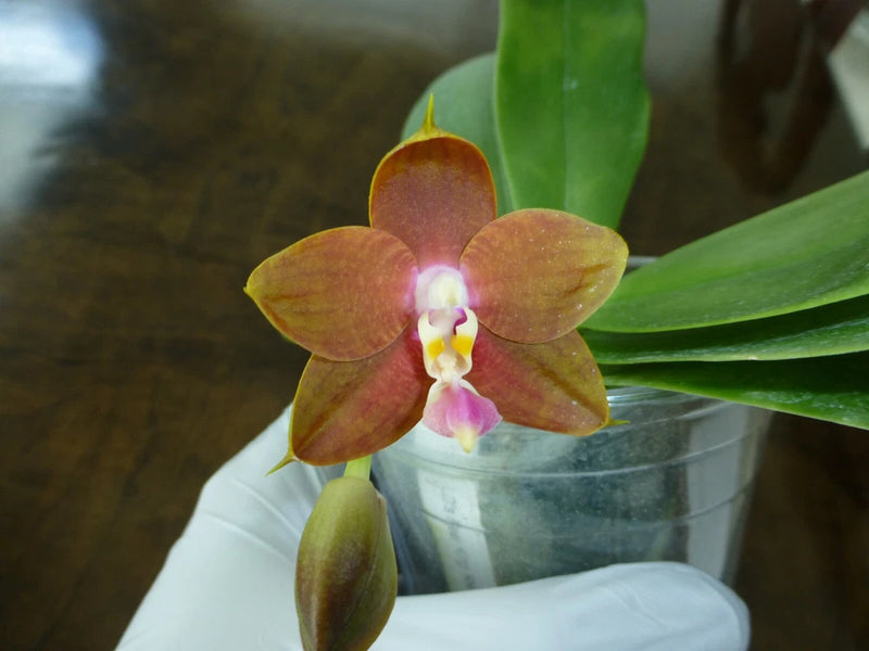 Red-brown phalaenopsis orchid flower with green leaves in small pot