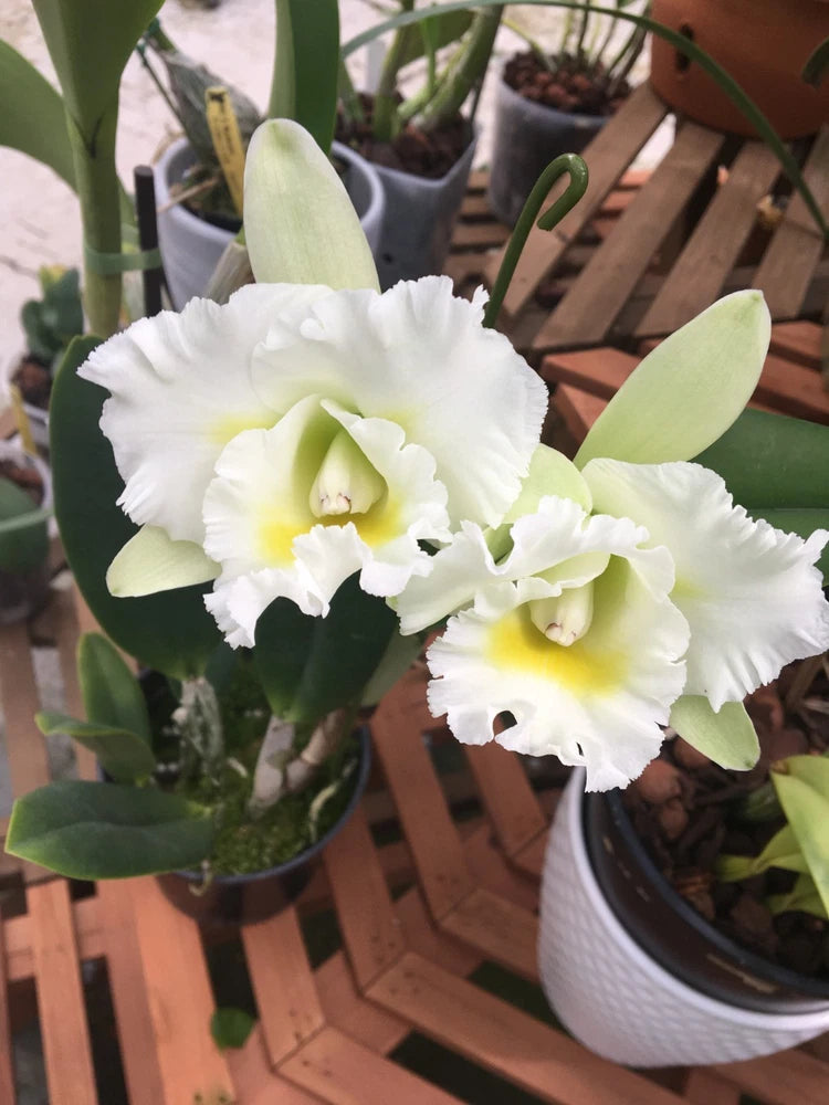 (706-1) Island Charm 'O.C'       MS   Fragrant Orchids