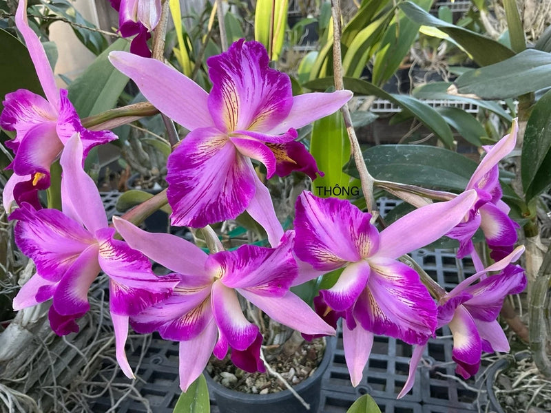 Violet and white orchid cluster with yellow centers and curved petals