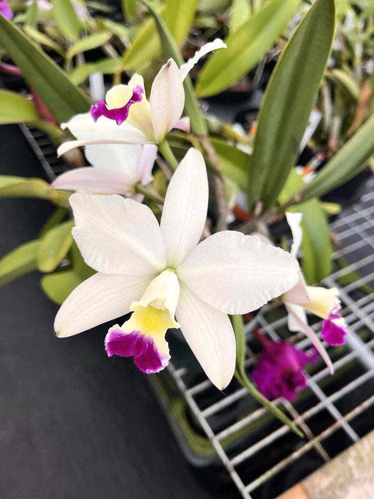 White orchid flower with purple center lip on green leaves
