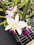 Cattleya Orglades Glow GD x C MariÕs Magic 5Ó Pot Virus Free FLOWER Orchids