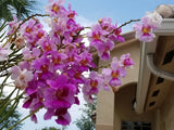 Miss Joaquim 'Douglas' - HEALTHY CUTTING WITH ROOTS,  (5"-8" each), easy to grow Orchids
