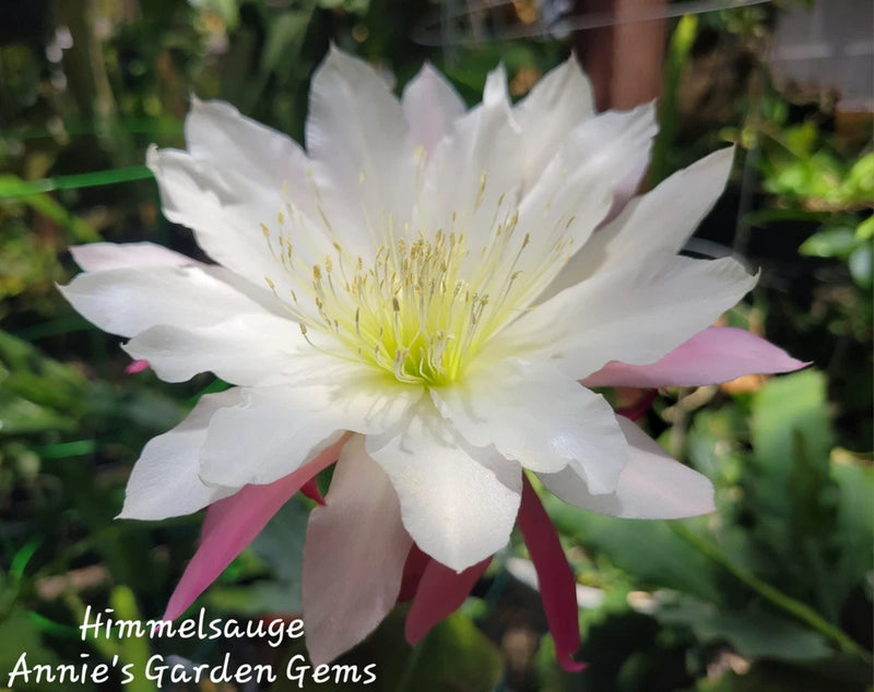 Epiphyllum orchid cactus flower with large white petals and yellow center