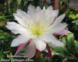 Epiphyllum Himmelsauge Cuttings / Orchid Cactus / 8 to 10 inches long Orchids