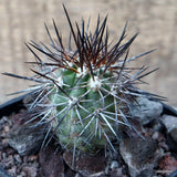 D3572 COPIAPOA DESERTORUM BIG36 pot10-H6-W4,5 cm MaMa Cactus Green Plant