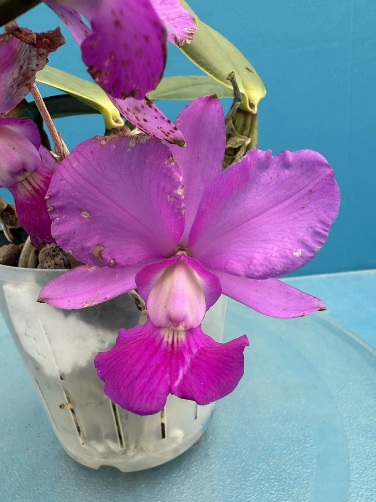Fragrant orchid plant in white pot with magenta and purple blossoms and light center