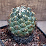 D3167 CORYPHANTHA CORNIFERA pot10-H9-W7 cm MaMa Cactus Green Plant