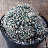 D7836 GYMNOCALYCIUM MARDELPLANTENSE pot18-H10-W15 cm MaMa Cactus Green Plant