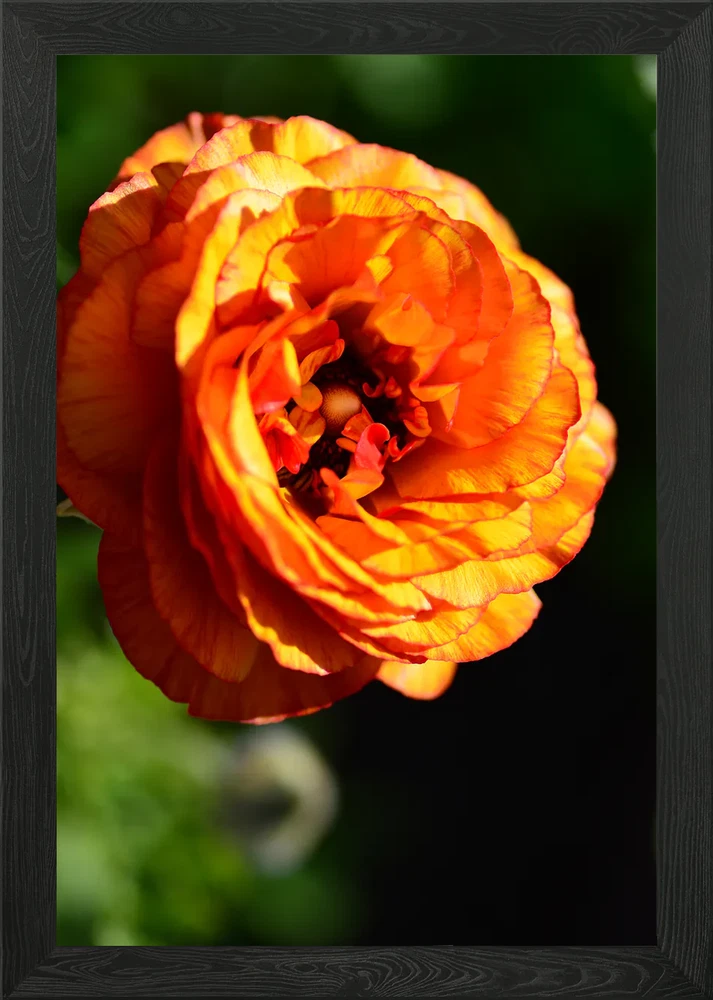 Orange Ranunculus Flower Close-Up Framed Wall Art Poster Canvas Print Picture Ranunculus